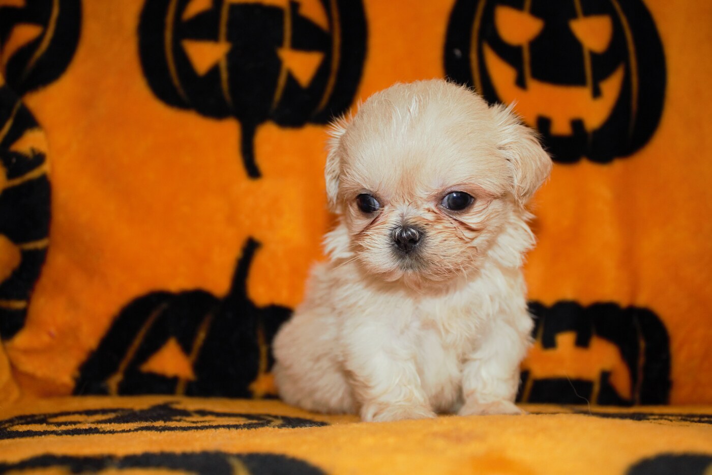Pip