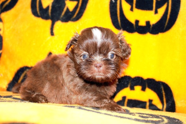 Chewy